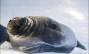 Seal