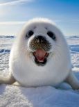 Seal