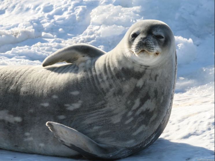 Seal