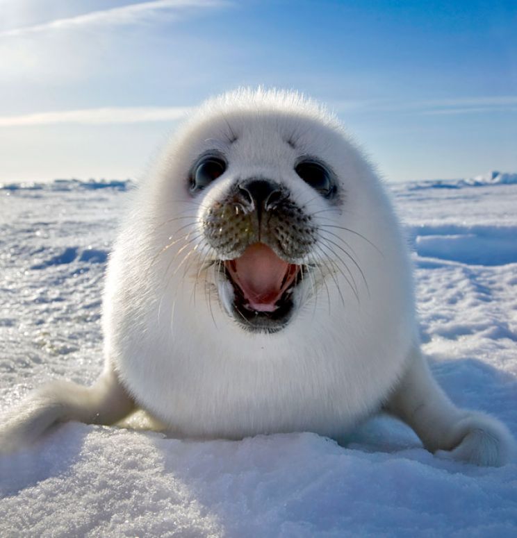 Seal