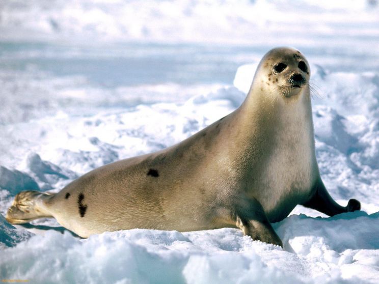 Seal