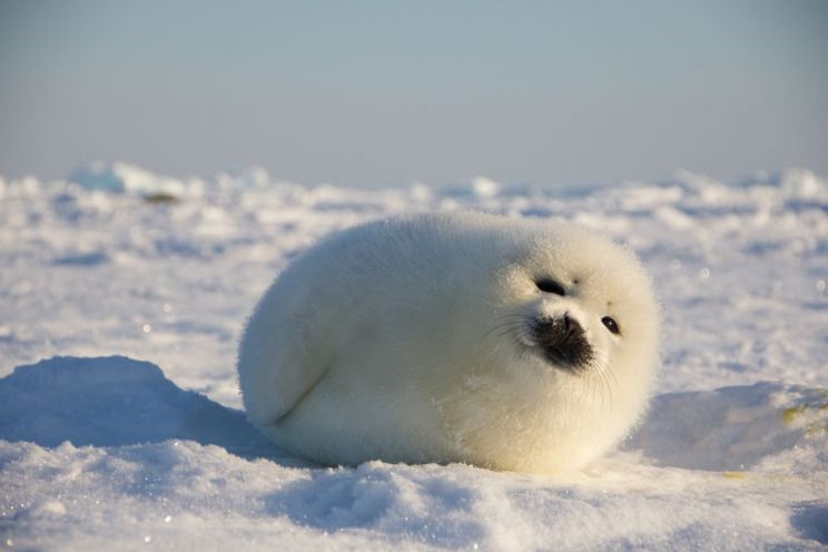 Seal