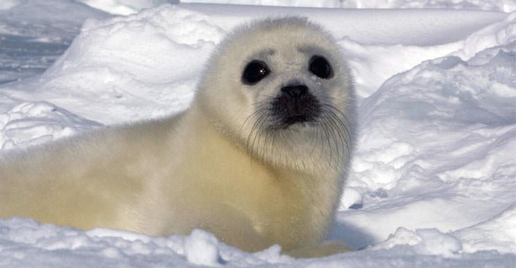 Seal