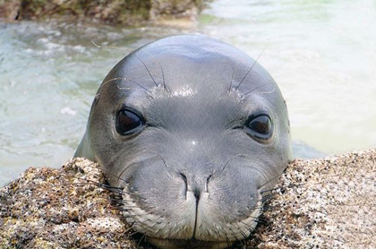 Seal