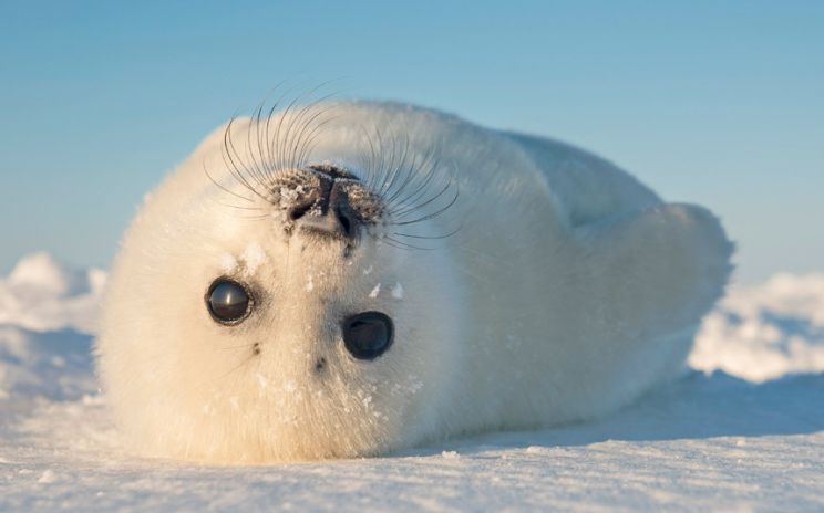 Seal