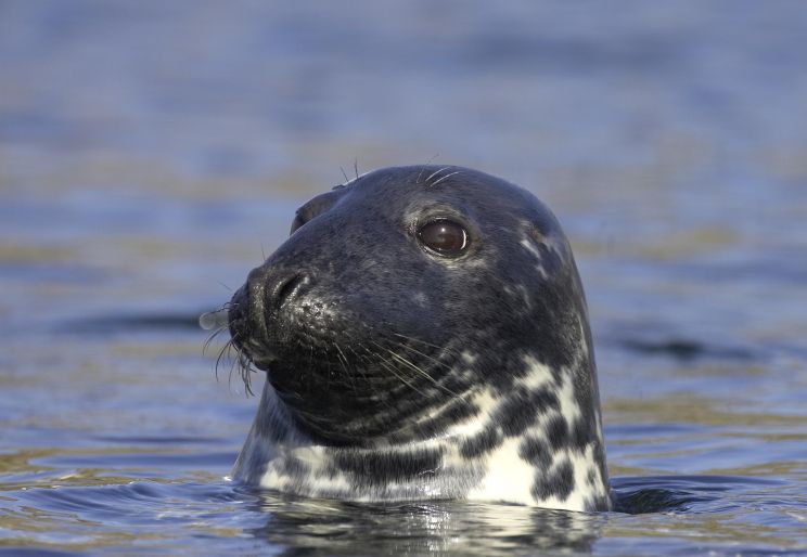 Seal