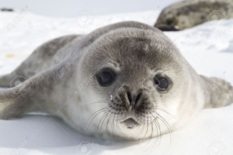 Seal