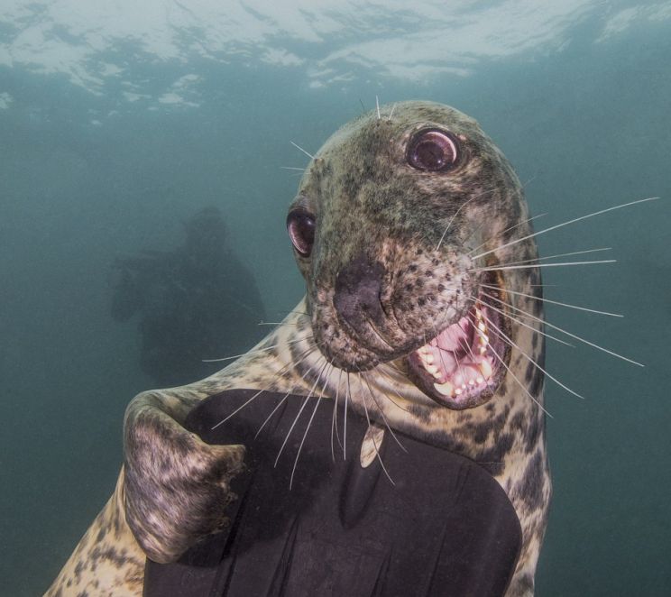 Seal