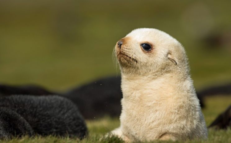 Seal
