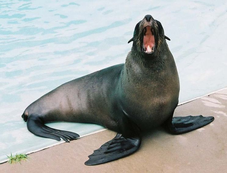 Seal