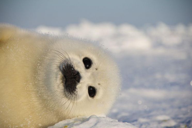 Seal