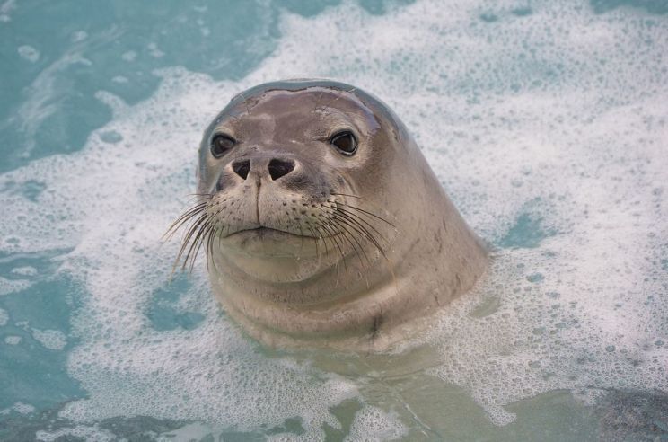 Seal