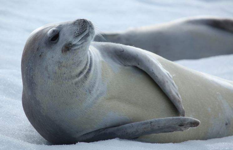 Seal