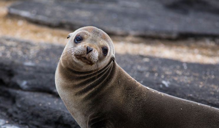 Seal