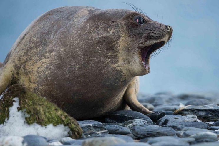 Seal