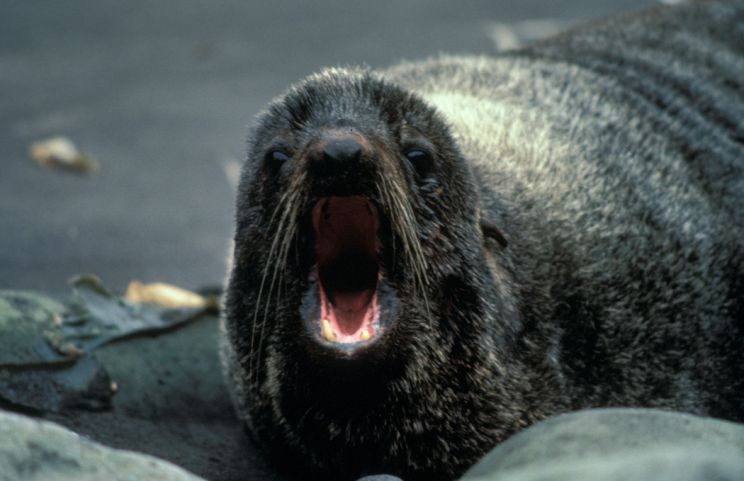 Seal