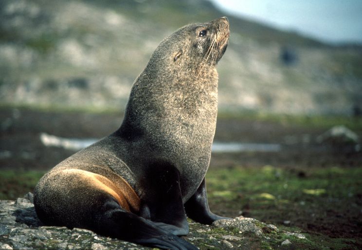 Seal