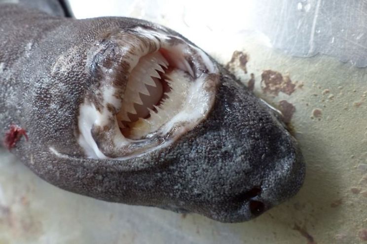 Seal