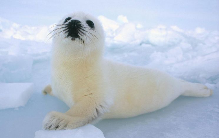 Seal