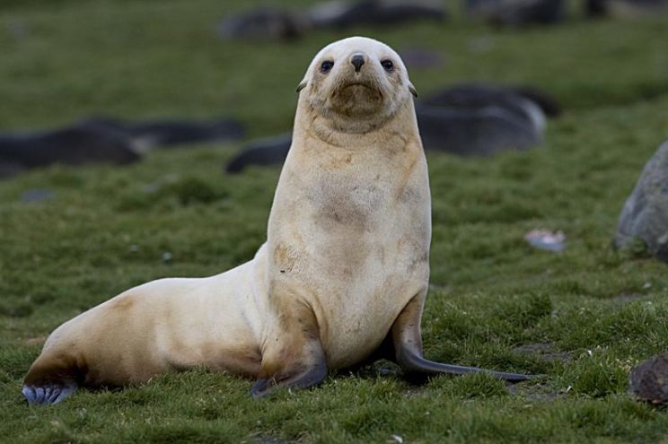 Seal