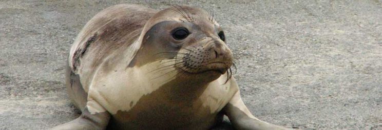 Seal