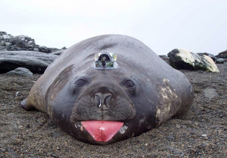 Seal