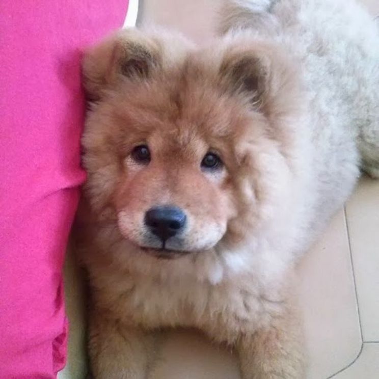 Shana Chow