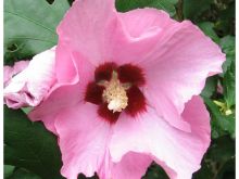 Sharon Pink