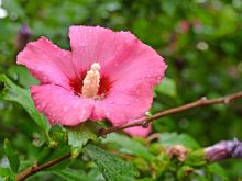Sharon Pink