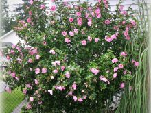 Sharon Pink photo