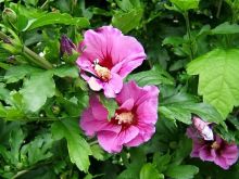 Sharon Pink