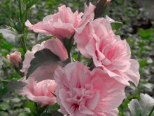 Sharon Pink