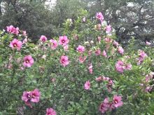 Sharon Pink