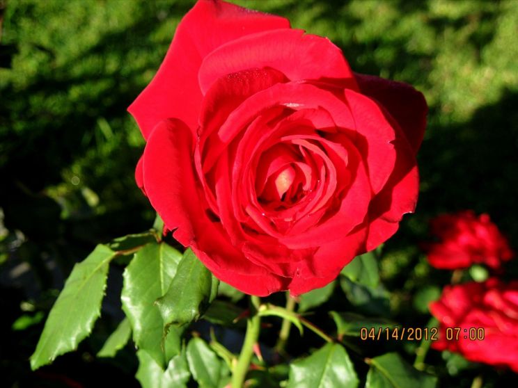 Shirley Prestia