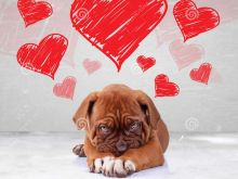 Shy Love
