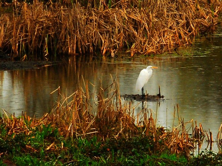 Sierra Pond