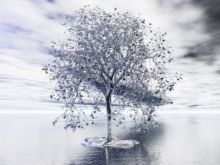 Silver Tree