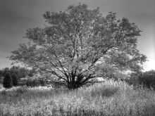 Silver Tree