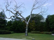 Silver Tree