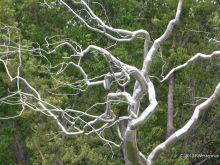 Silver Tree