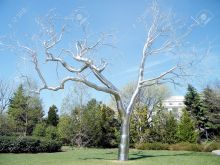 Silver Tree