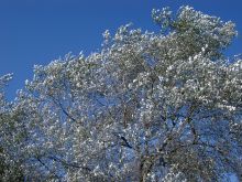 Silver Tree