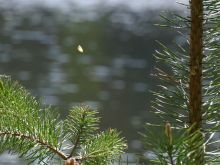 Silver Tree