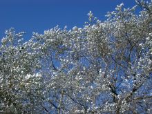 Silver Tree