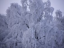 Silver Tree