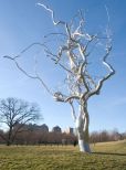 Silver Tree