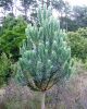 Silver Tree