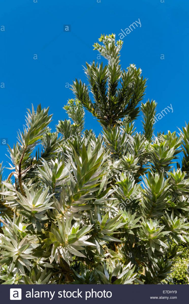 Silver Tree