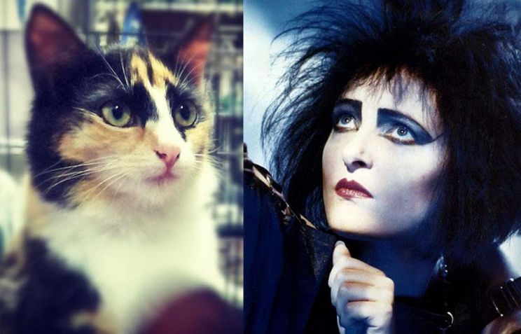 Siouxsie Sioux
