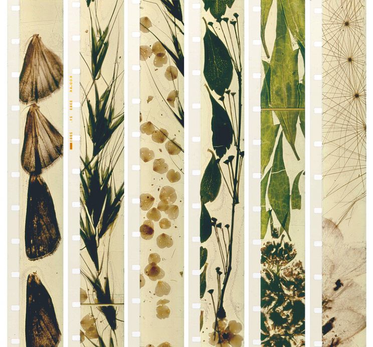 Stan Brakhage